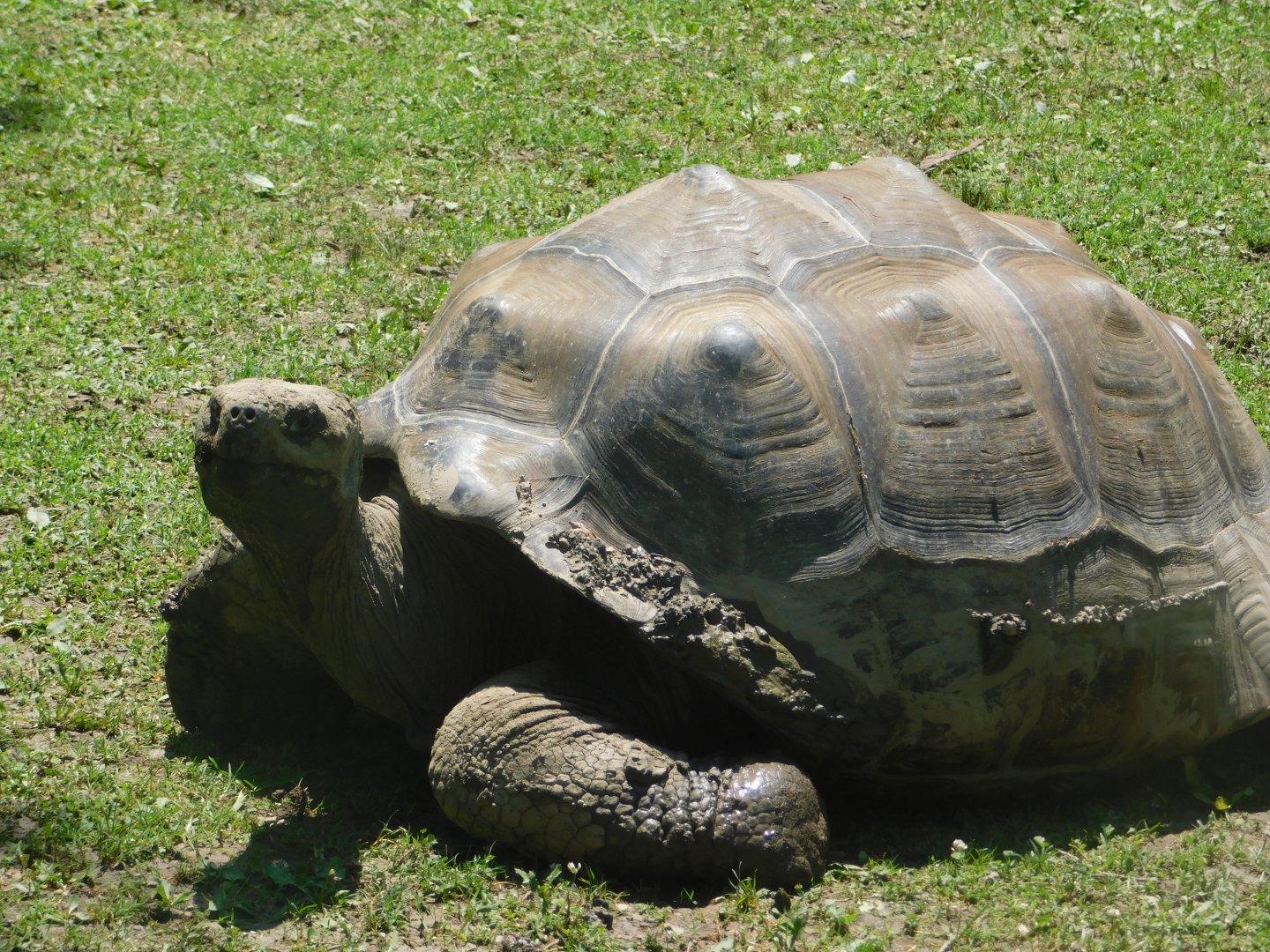 Galapagos Tortoise