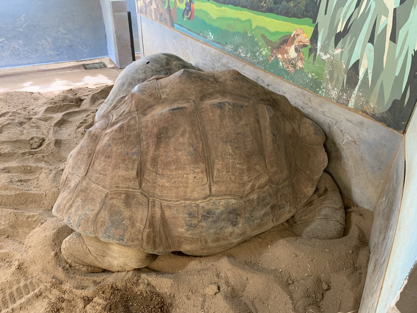 Galapagos Tortoise