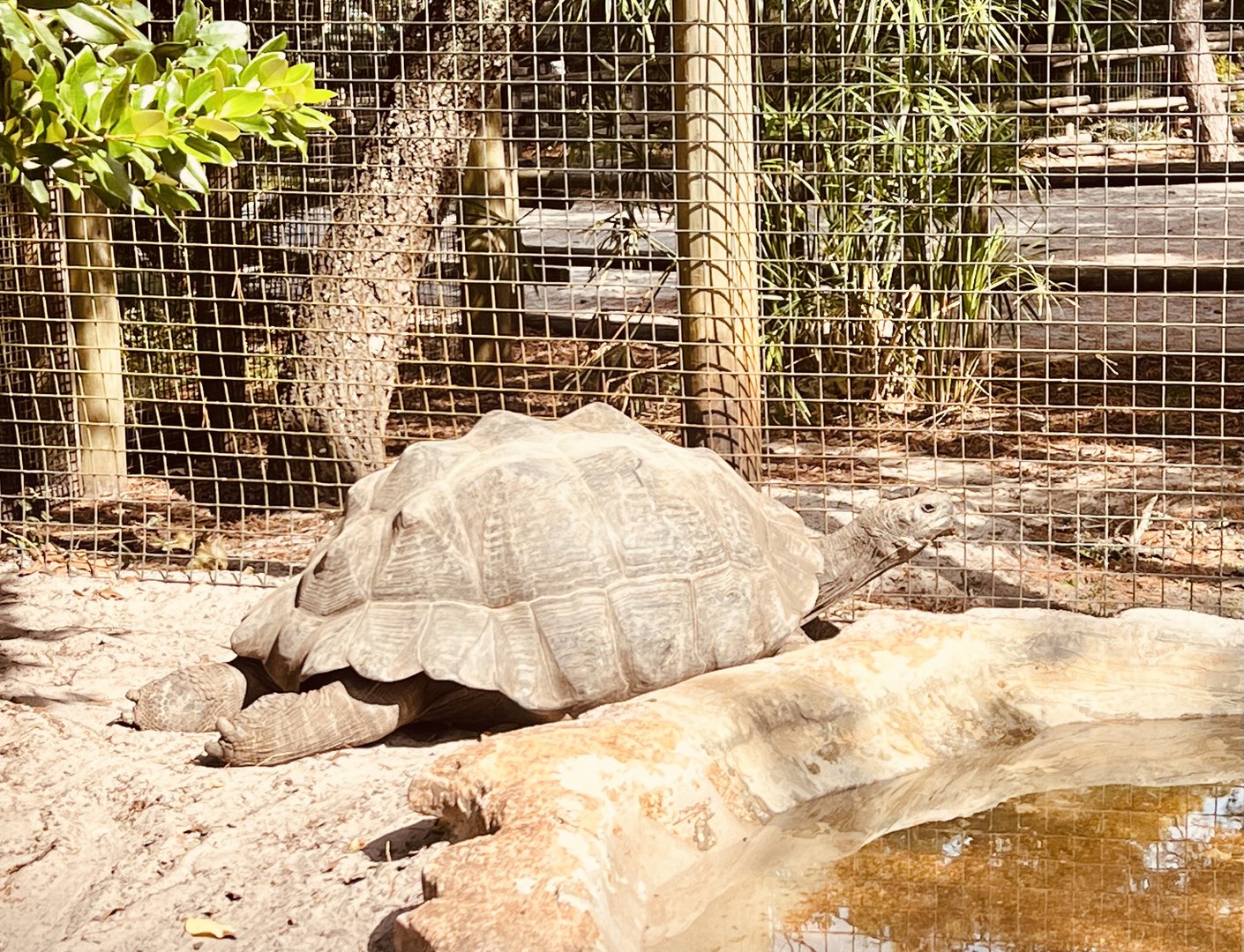 Galapagos Tortoise