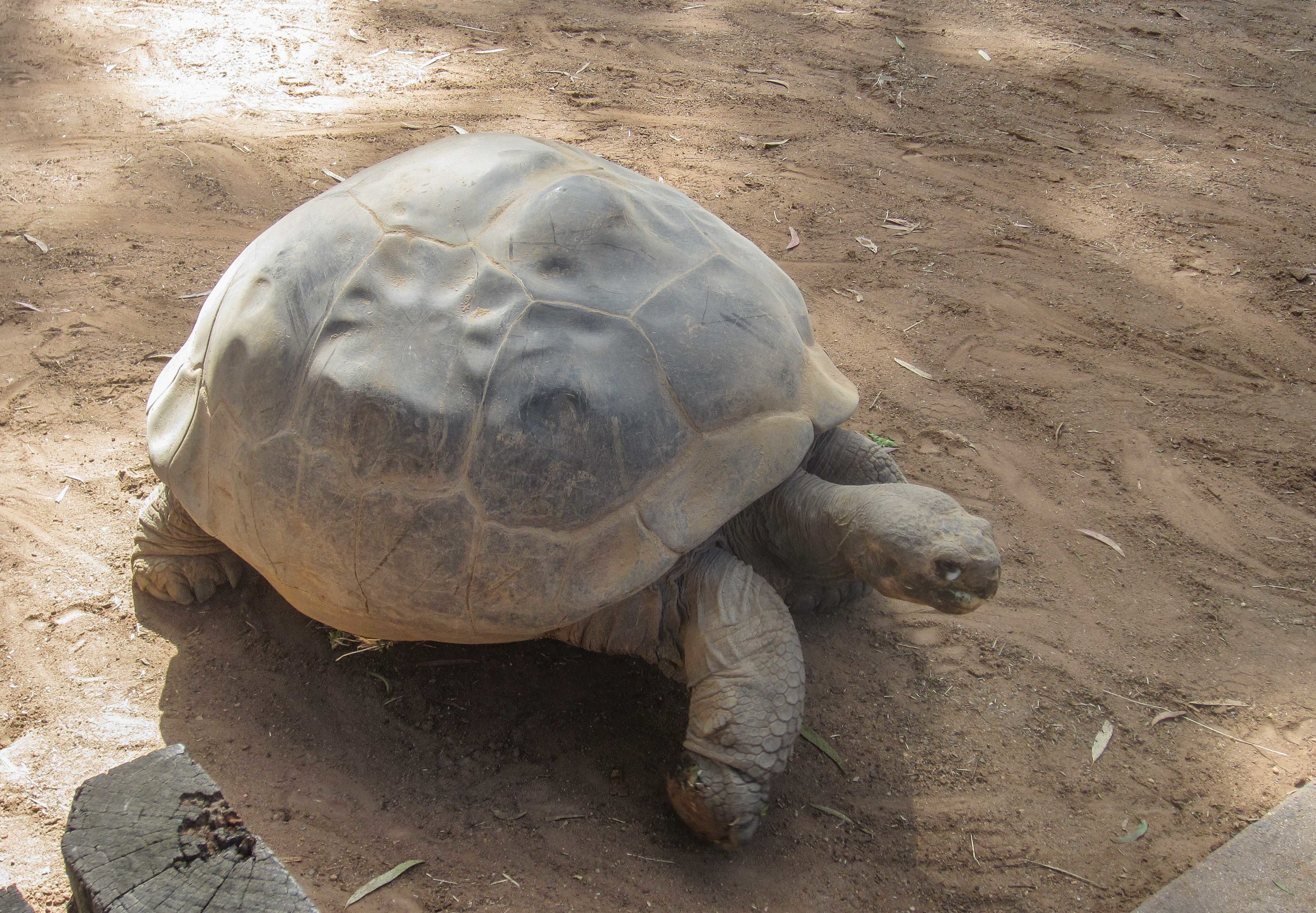 Galapagos Tortoise