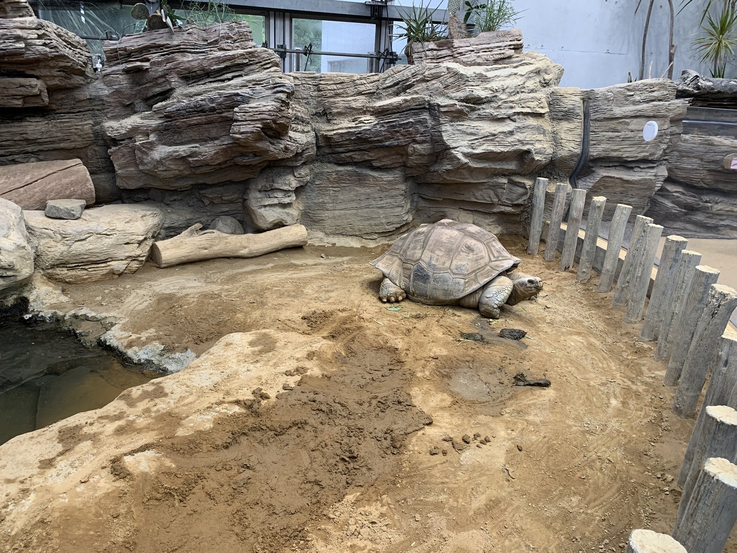 Galapagos Tortoise