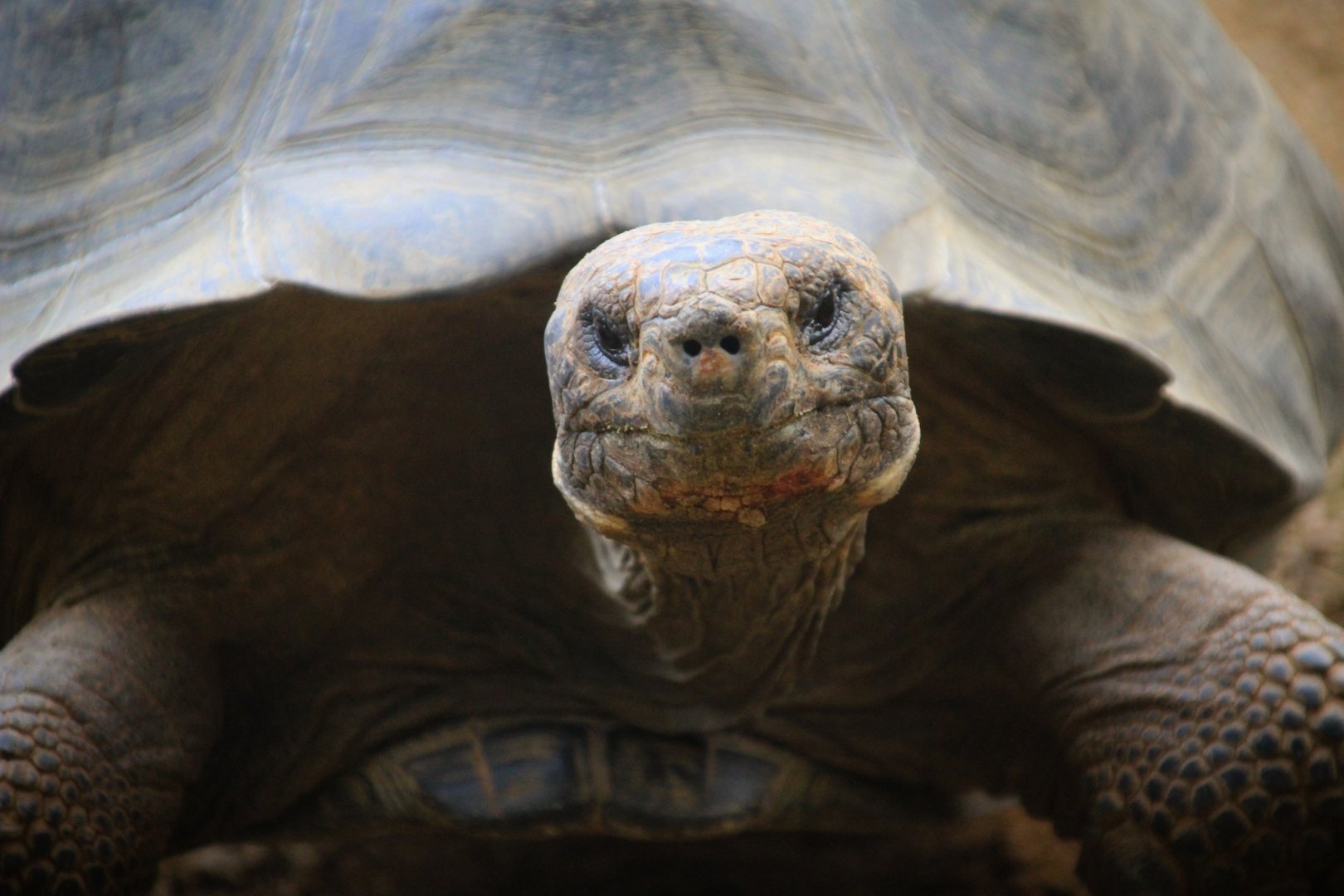 Galapagos Tortoise
