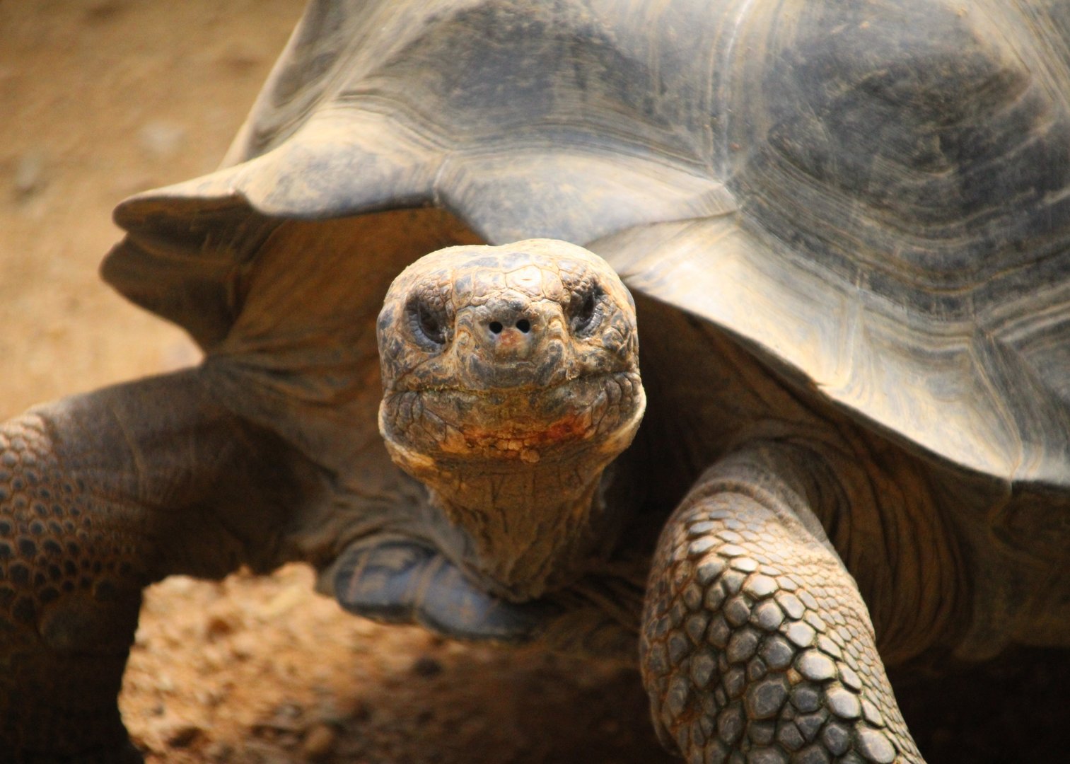 Galapagos Tortoise