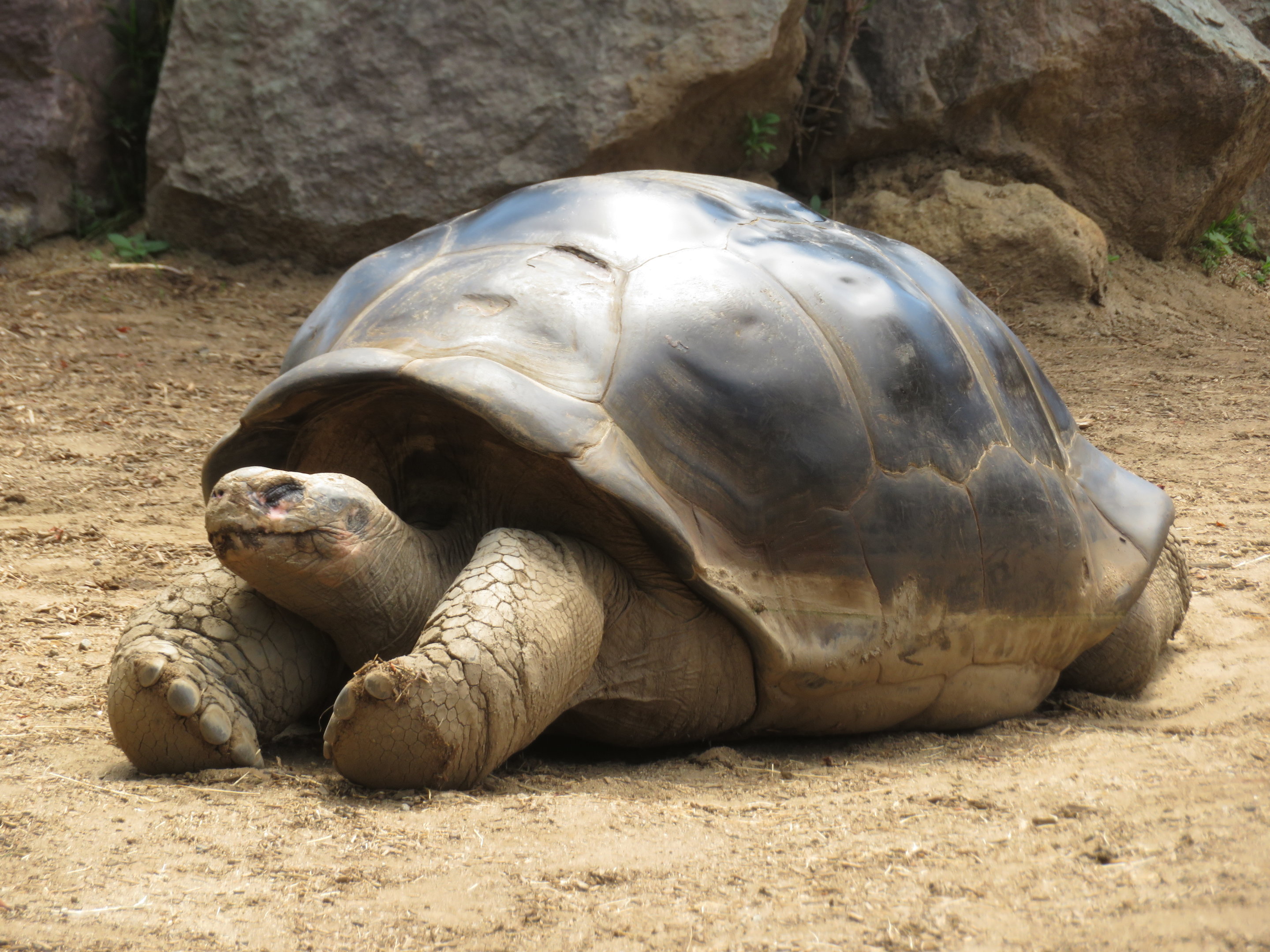 Galapagos Tortoise