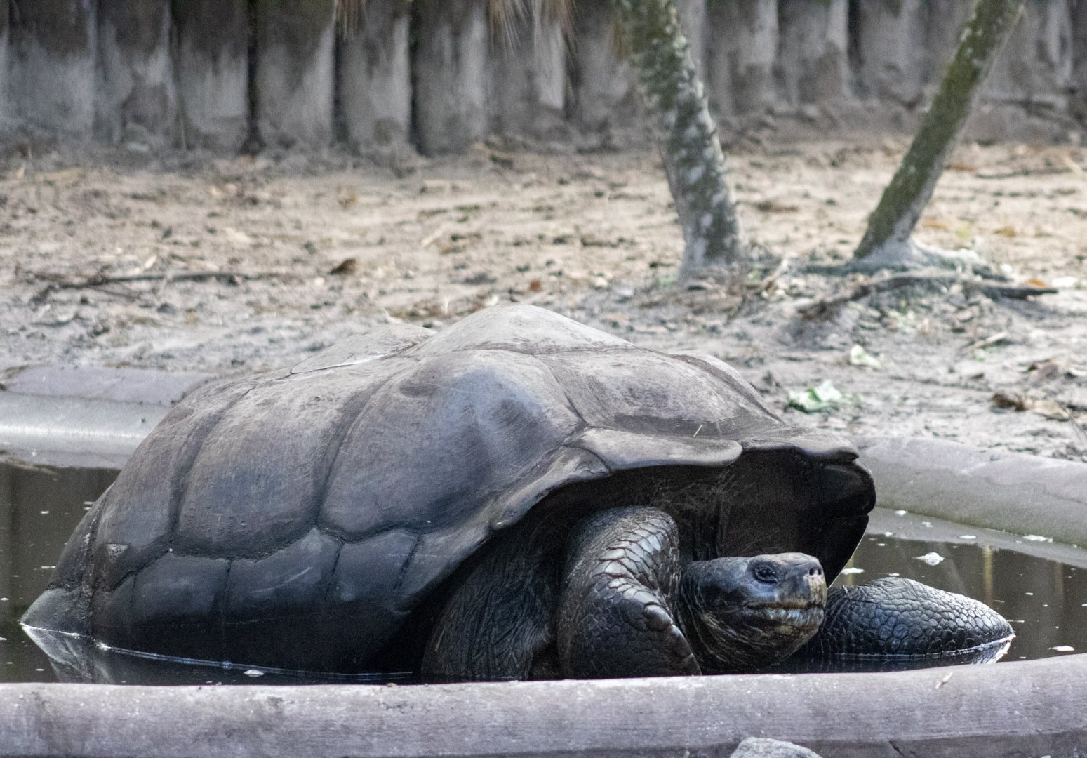 Galapagos Tortoise