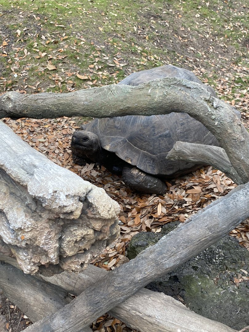 Galapagos Tortoise