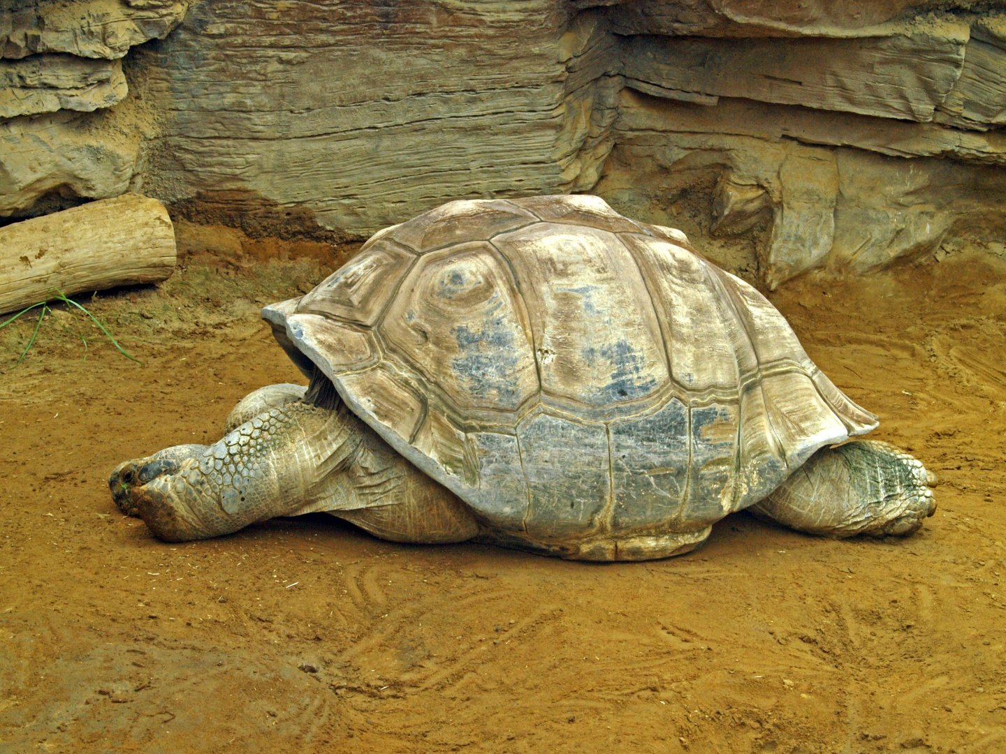 Galapagos tortoise