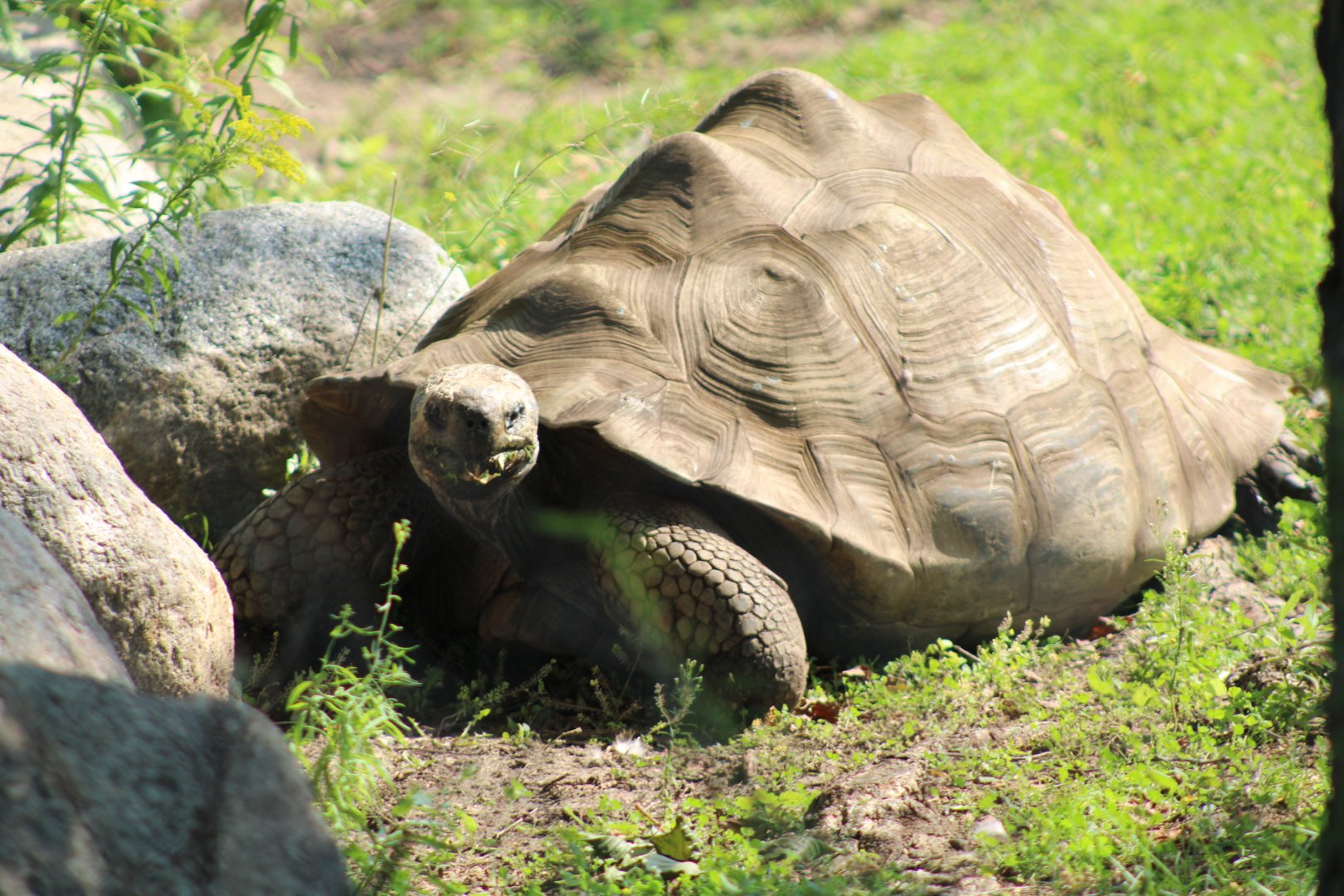 Galapagos tortoise