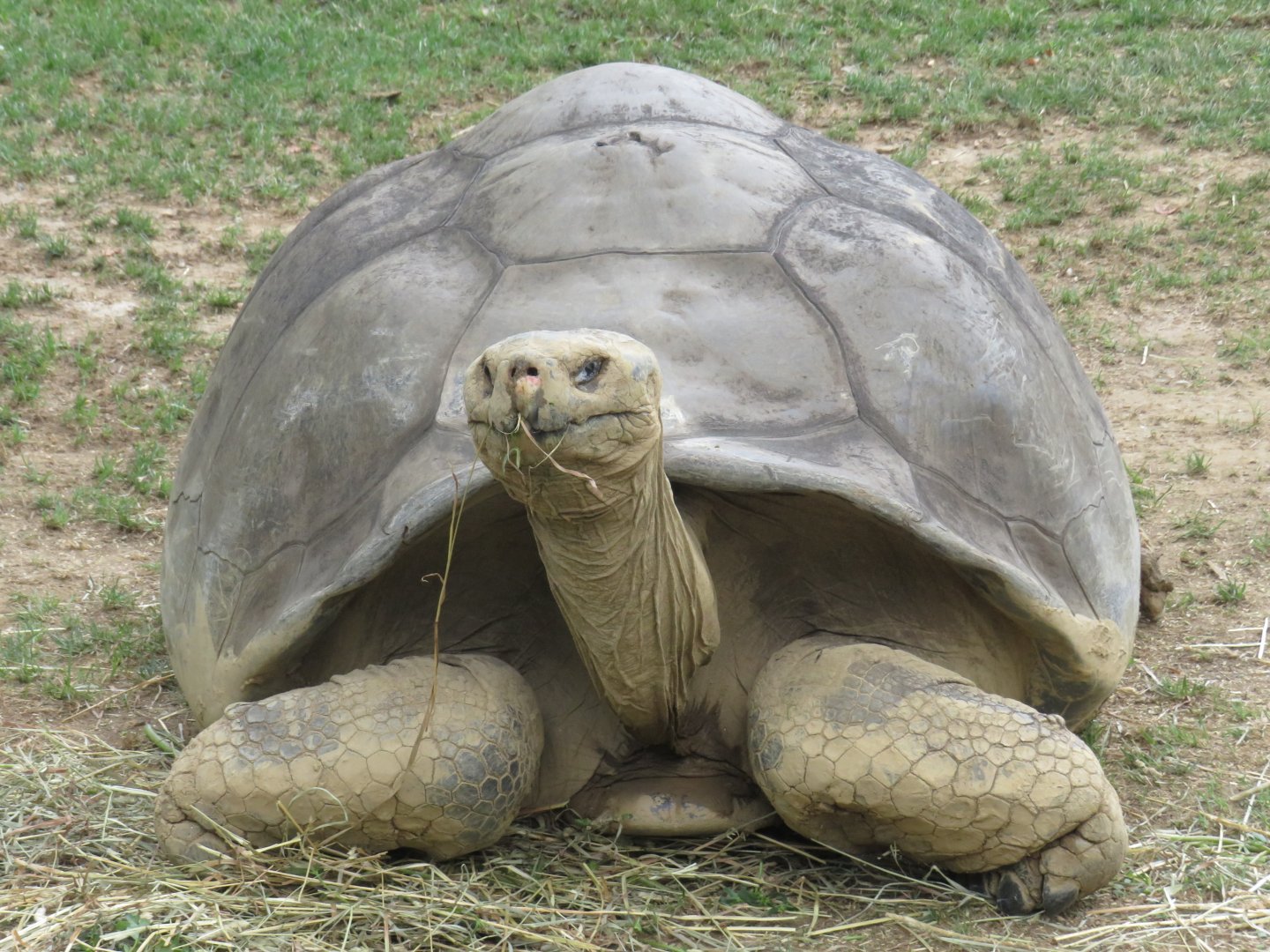Galapagos tortoise