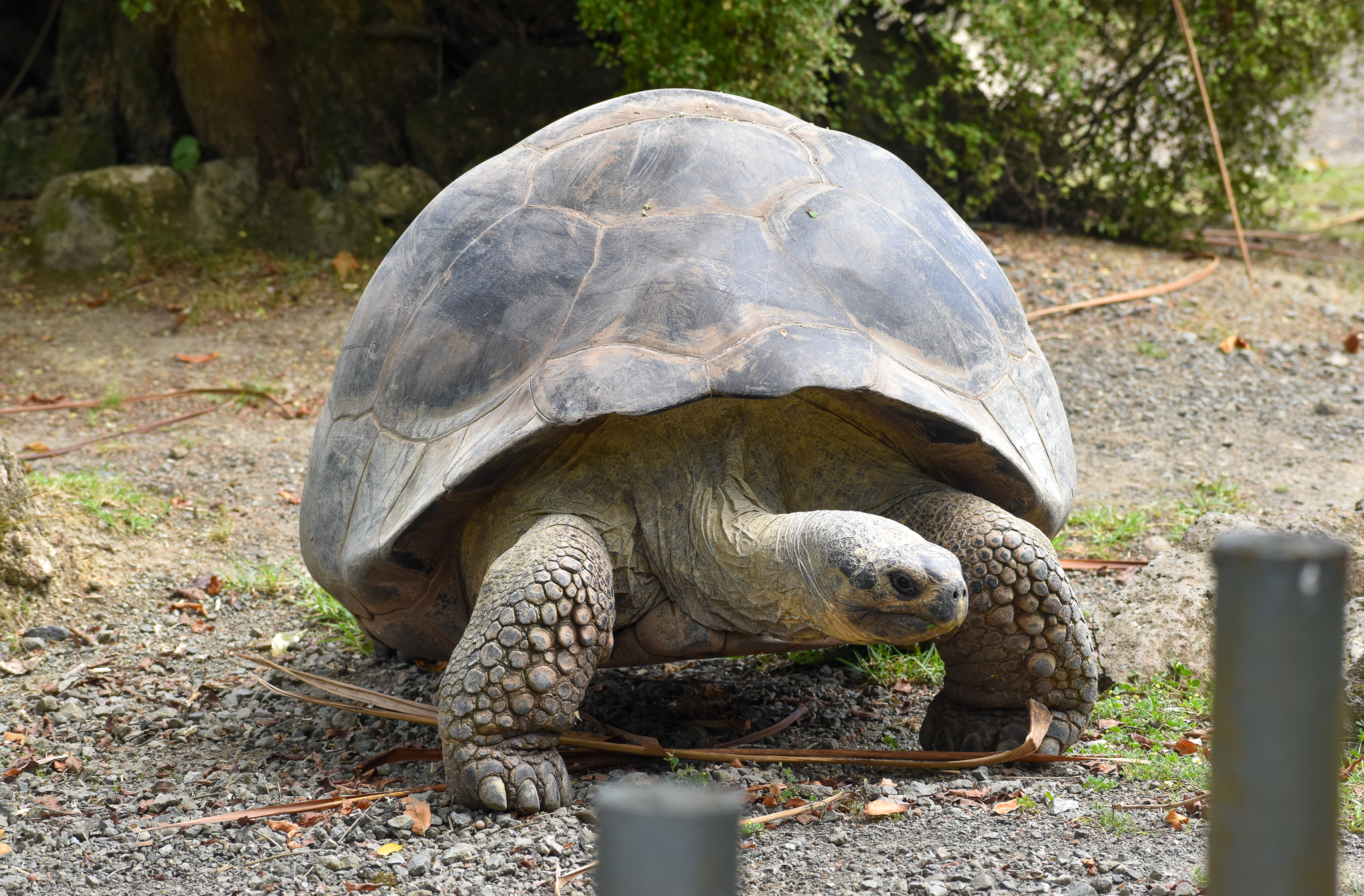 Galapagos Tortoise