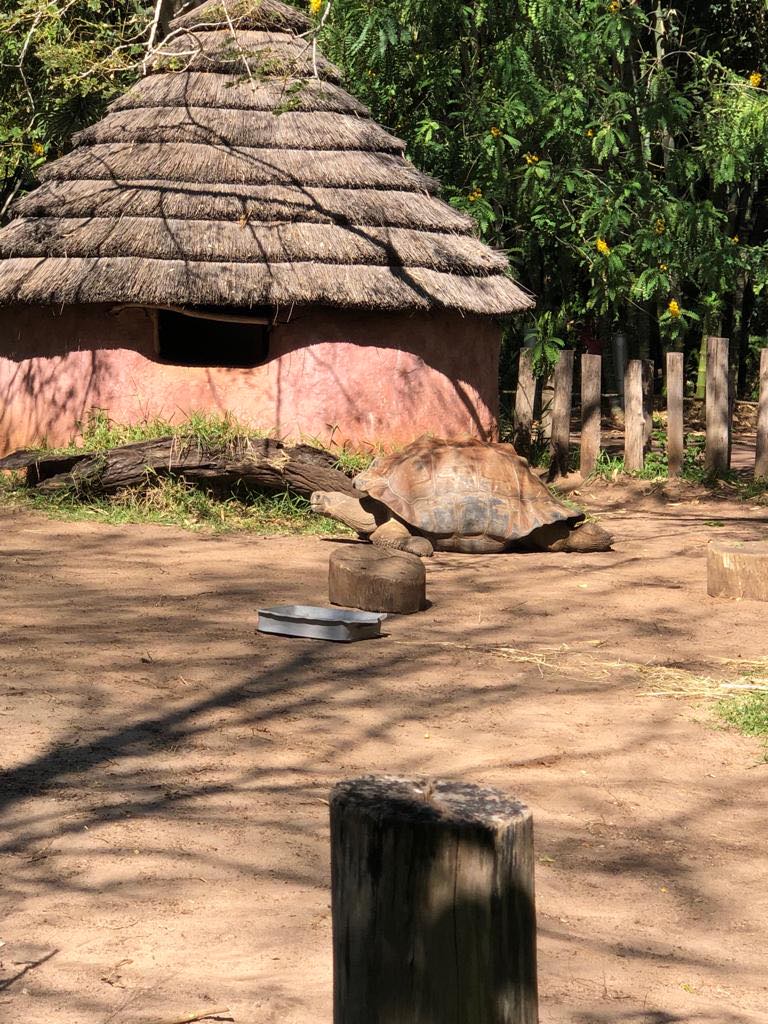 Galapagos Tortoise