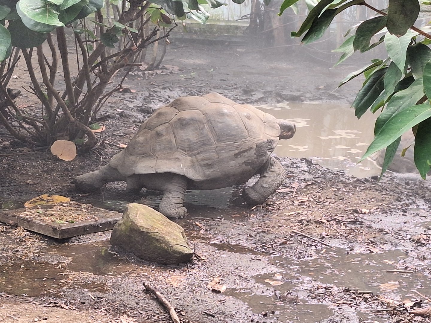 Galapagos Tortoise