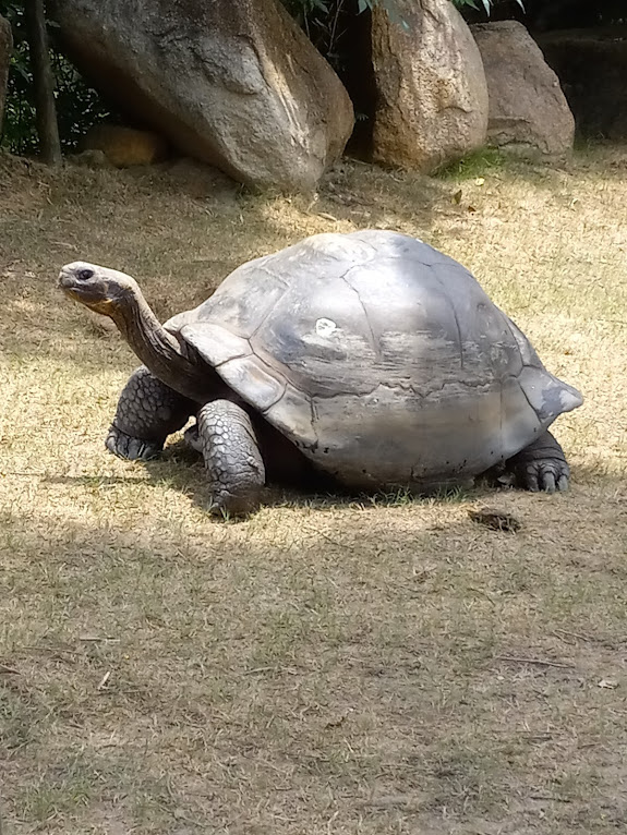 Galapagos Tortoise