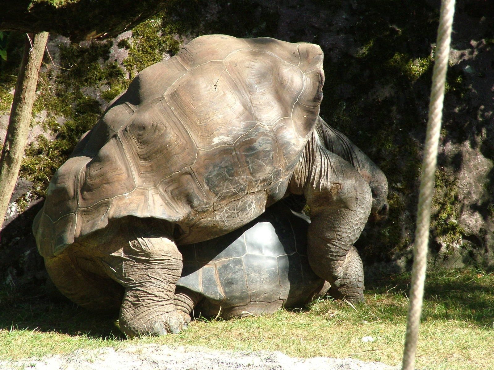 Galapagos Tortoises at Zurich 31/08/09