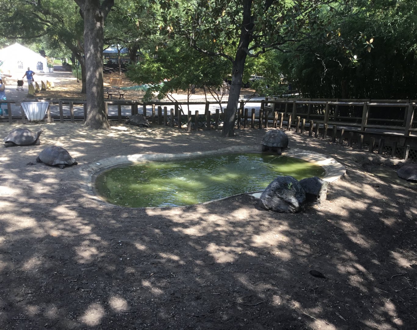 Galápagos Tortoises (Chelonoidis Nigra)