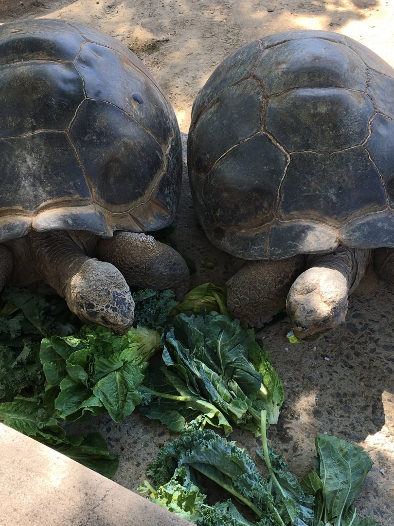 Galapagos Tortoises eating lunch!