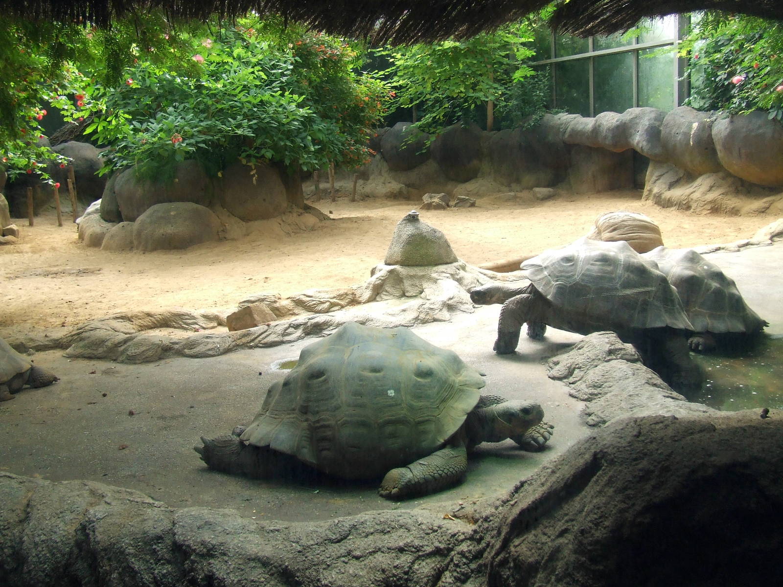 Galapagos Tortoises, Oceanium