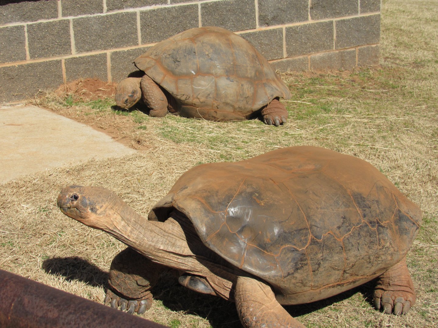 Galapagos Tortoises (Volcan Alcedo) (Chelonoidis vandenburghi)