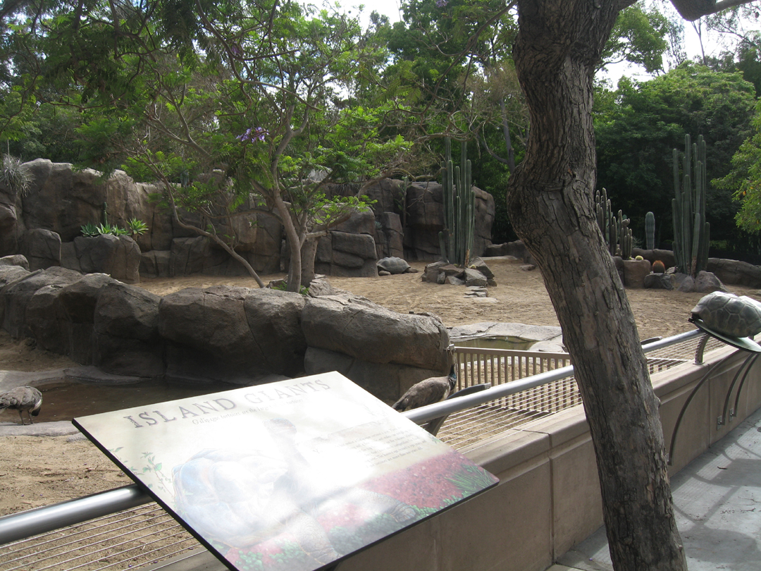 Galápagos tortoises