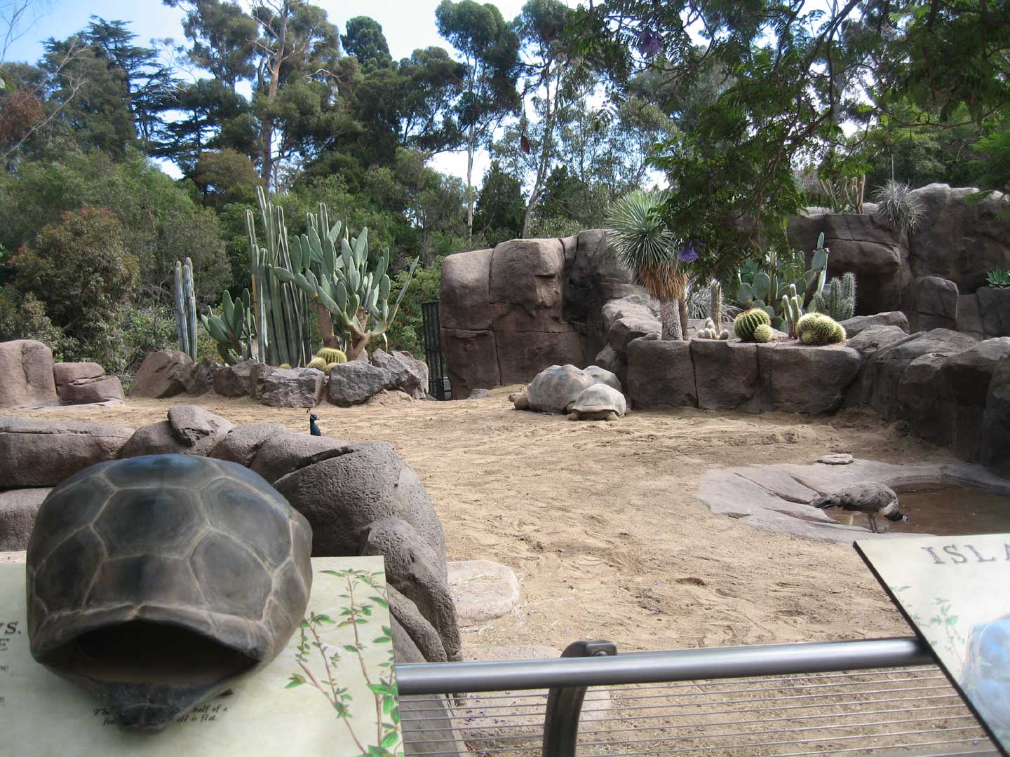 Galápagos tortoises