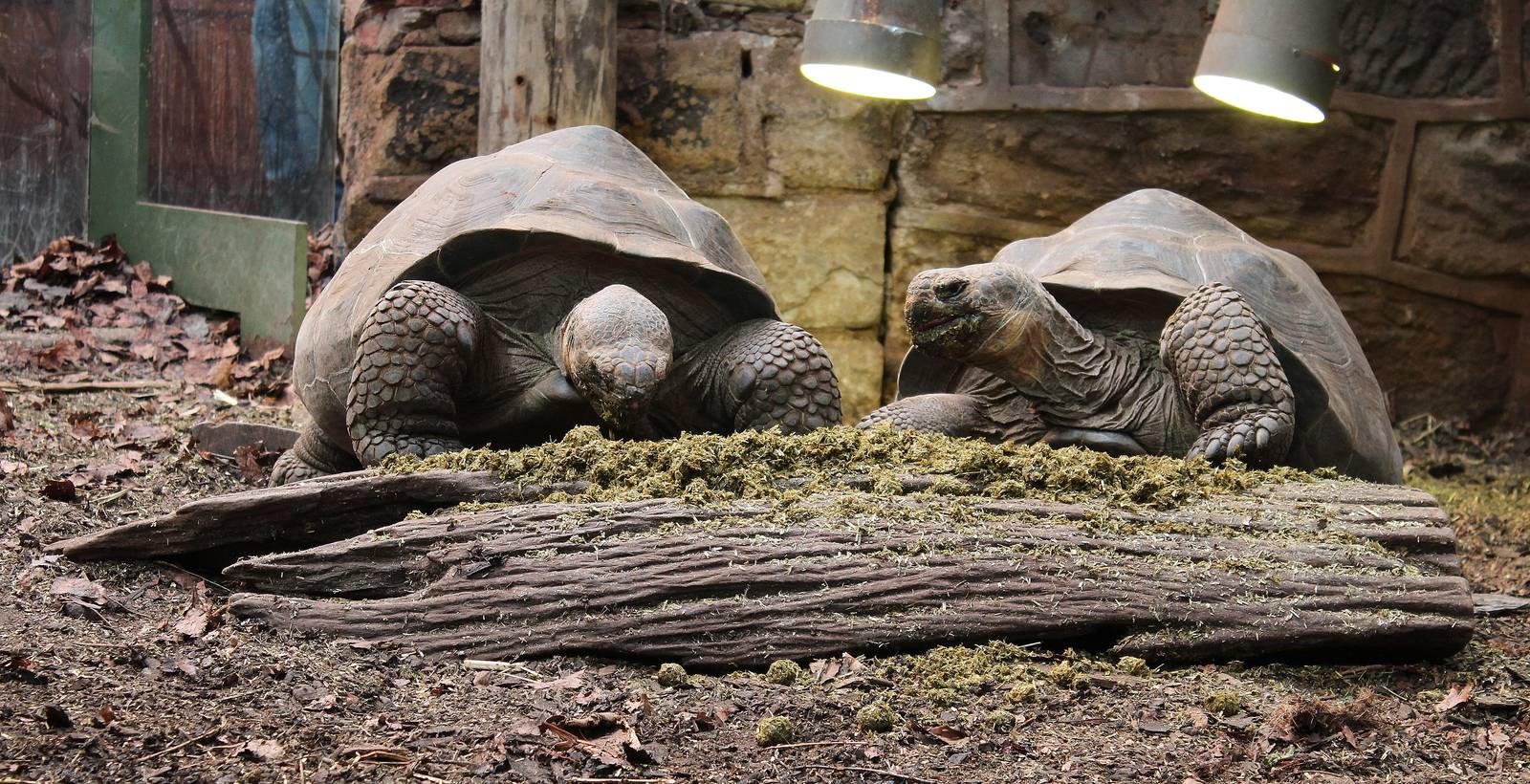 Galapagos Tortoises