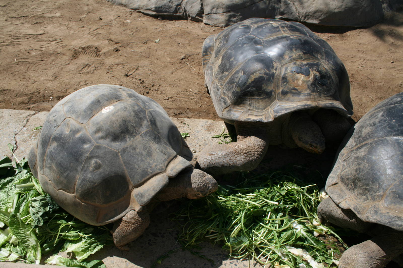 Galapagos Tortoises
