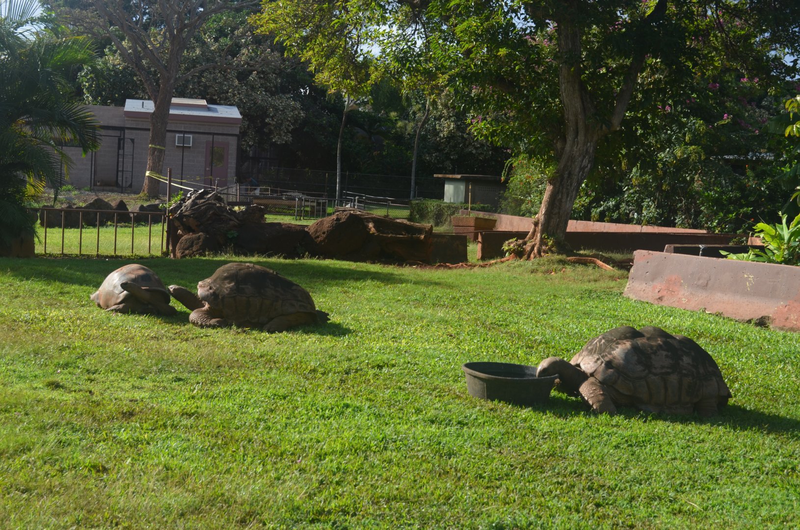 Galapagos Tortoises