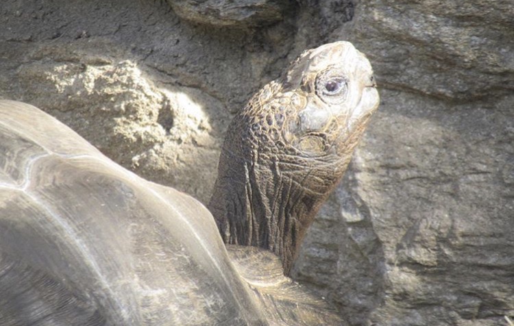 Galapagos tortoises