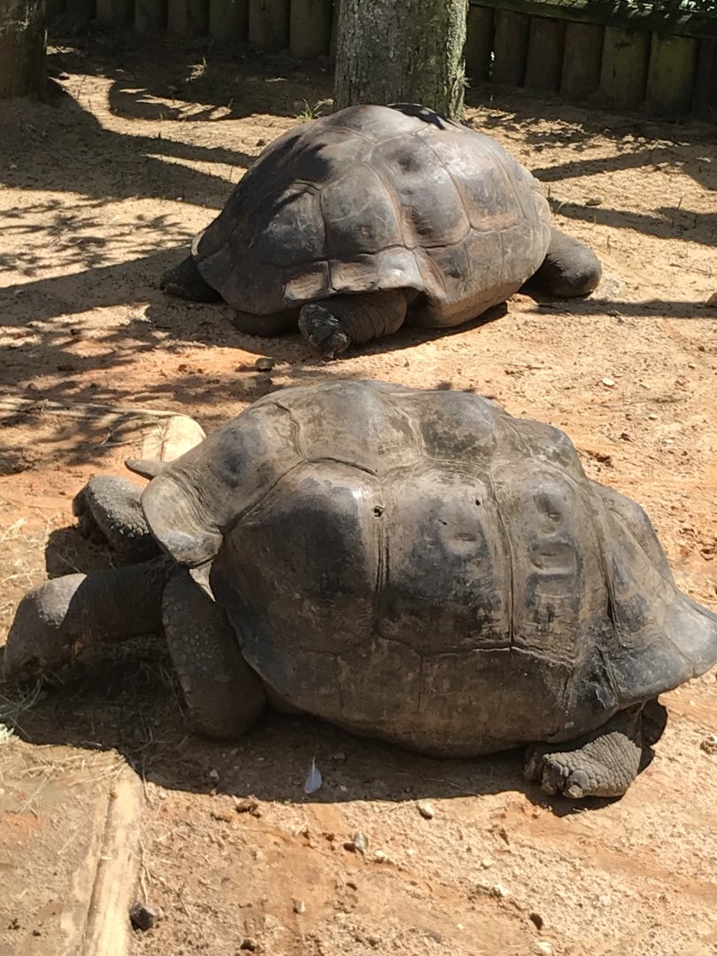 Galapagos tortoises