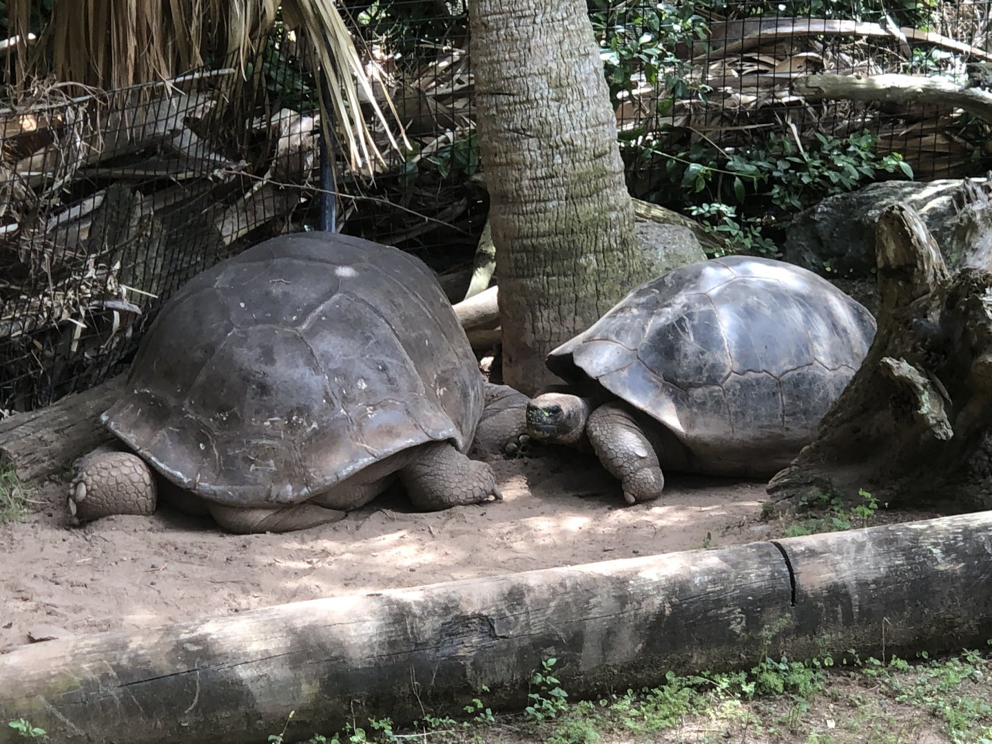 Galapagos Tortoises
