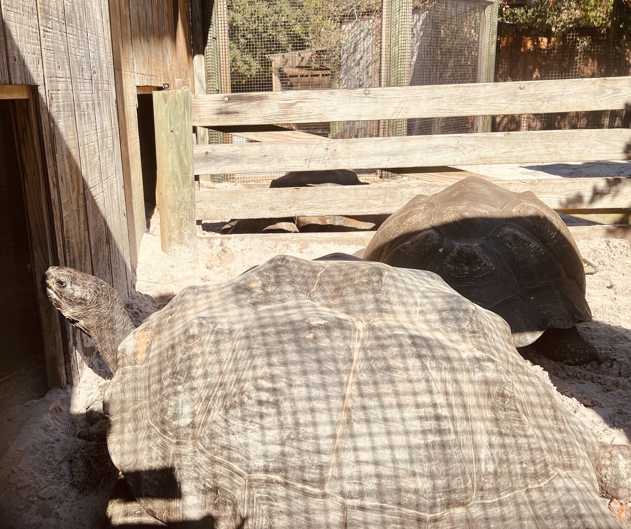Galapagos Tortoises