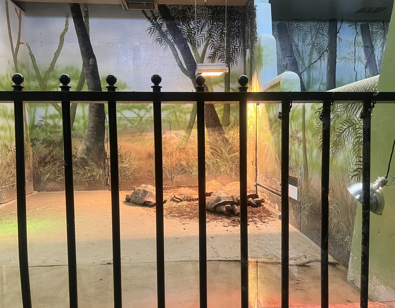 Galapagos Tortoises