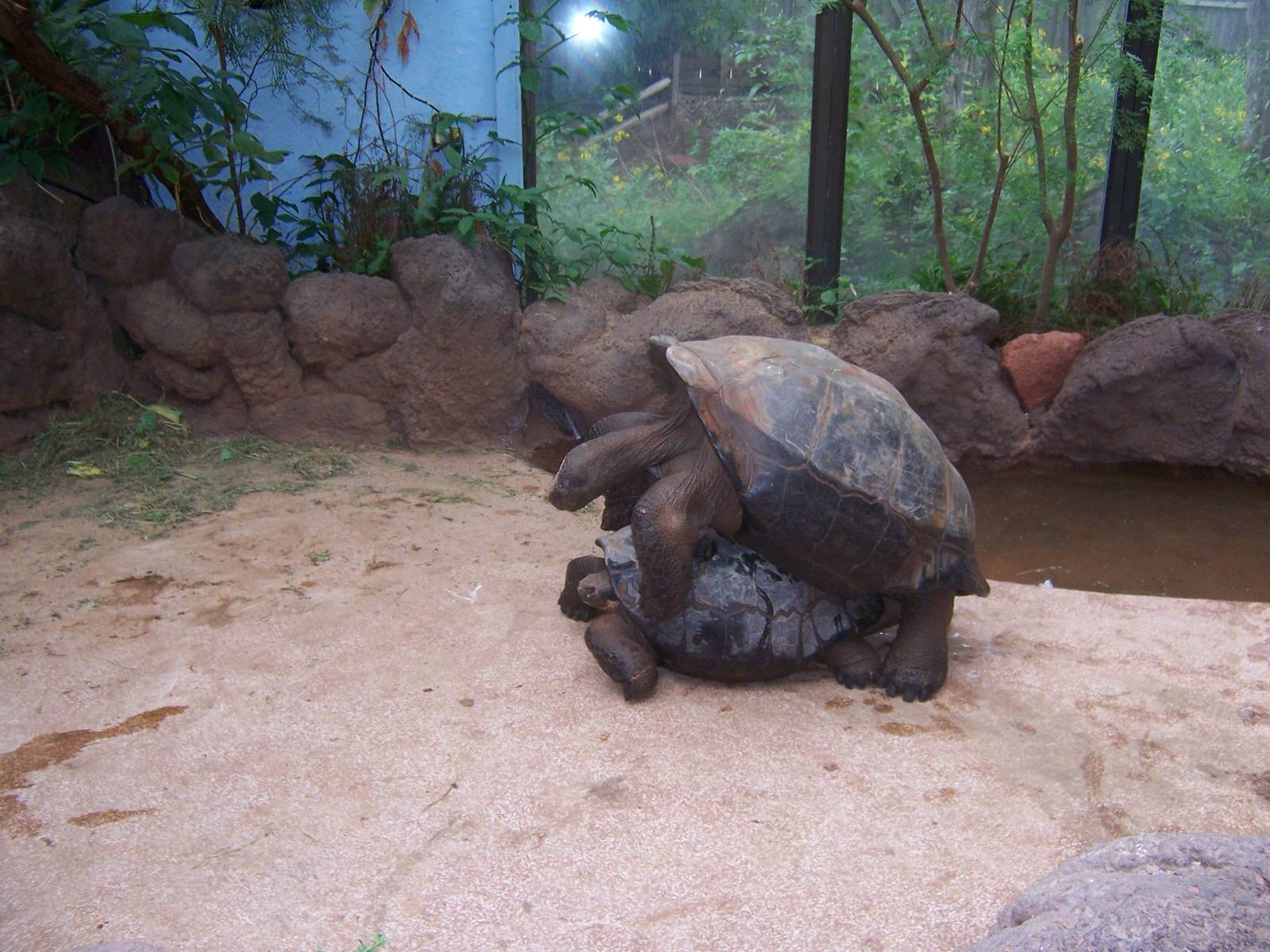 Galapagos Tortoises