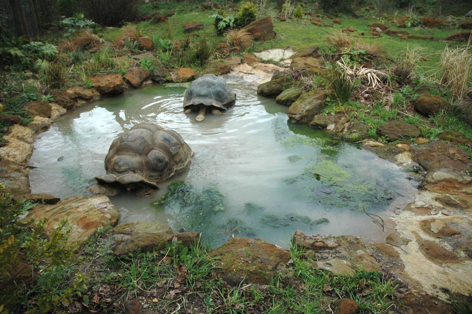 Galapagos Totoise pond.