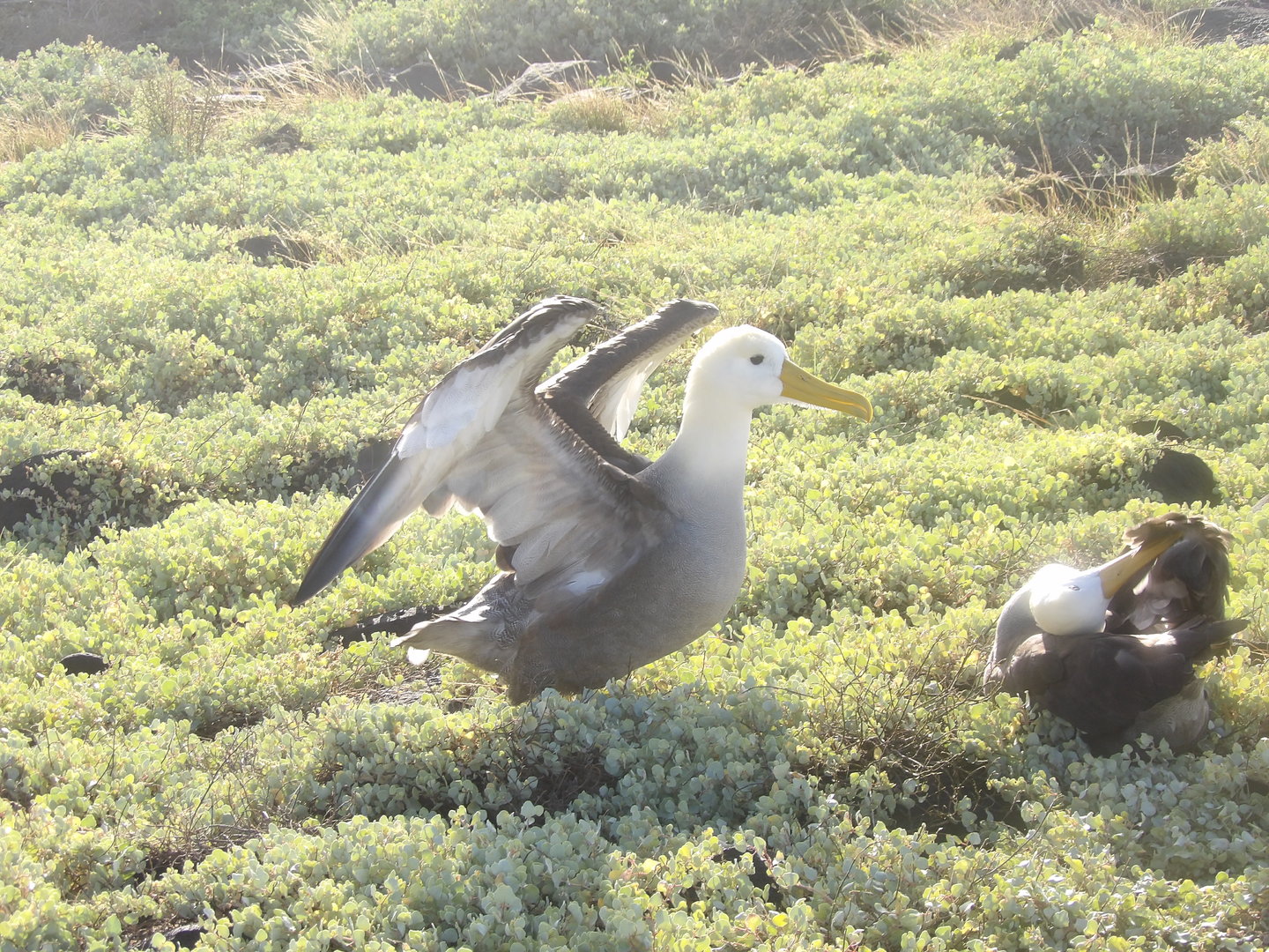 Galapagos(Waved) Albatross(Phoebastria irrorata)