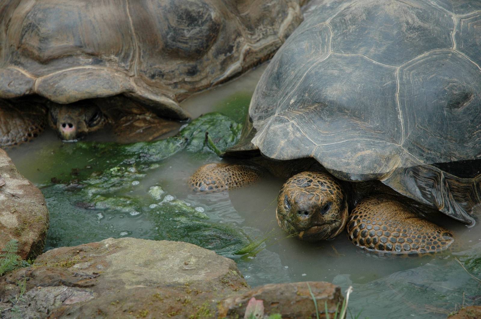 Galapgagos Tortoises