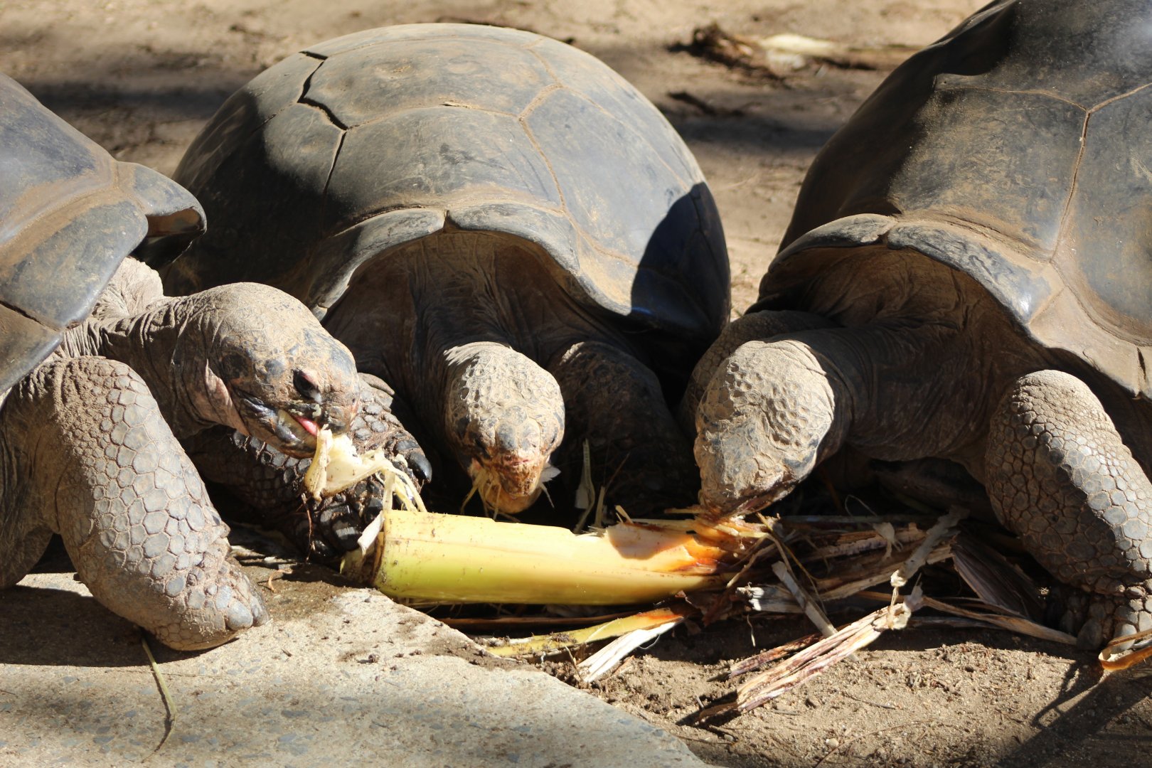 Galapogos Tortoise Feast