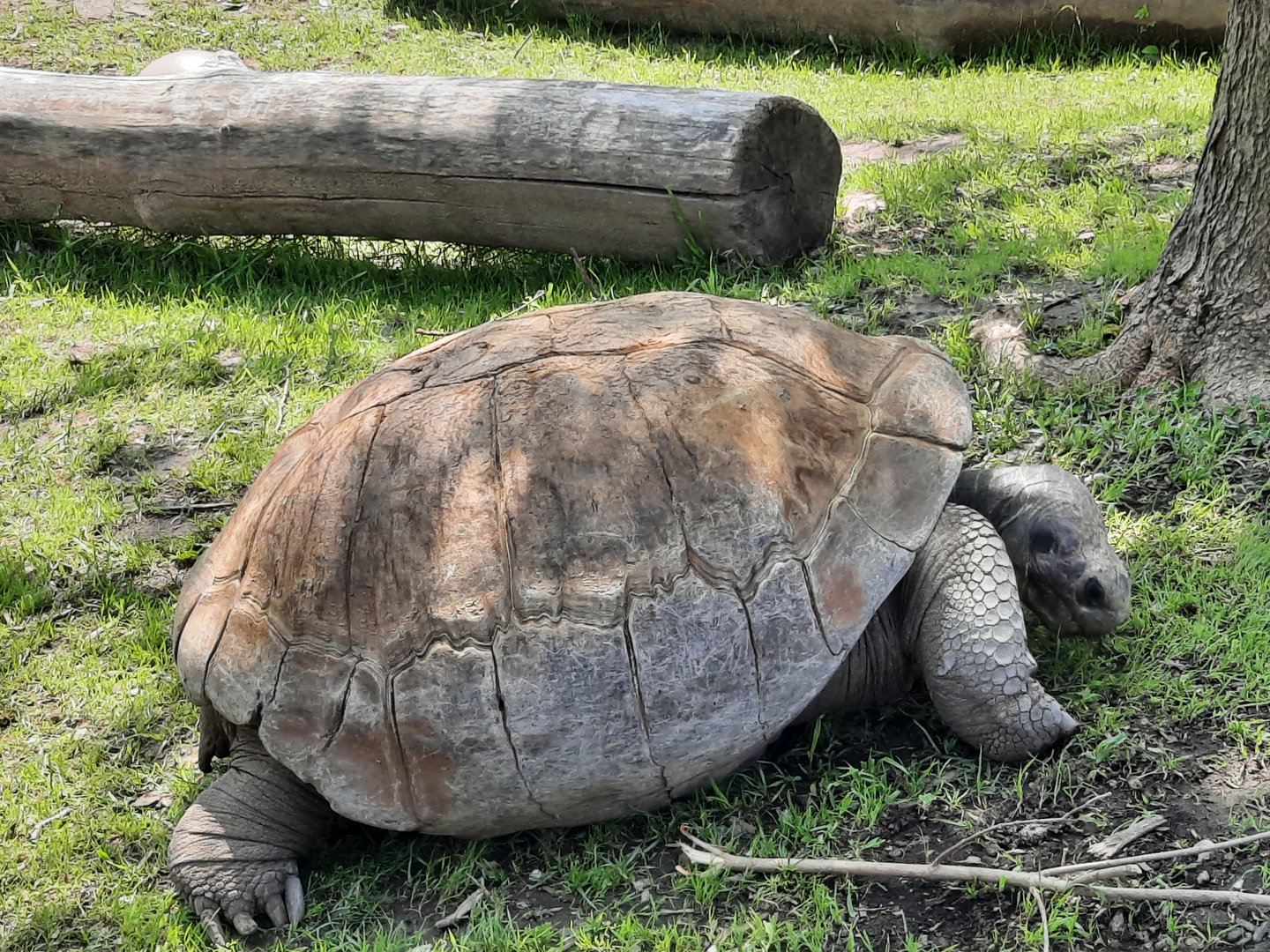 Galapogos Tortoise