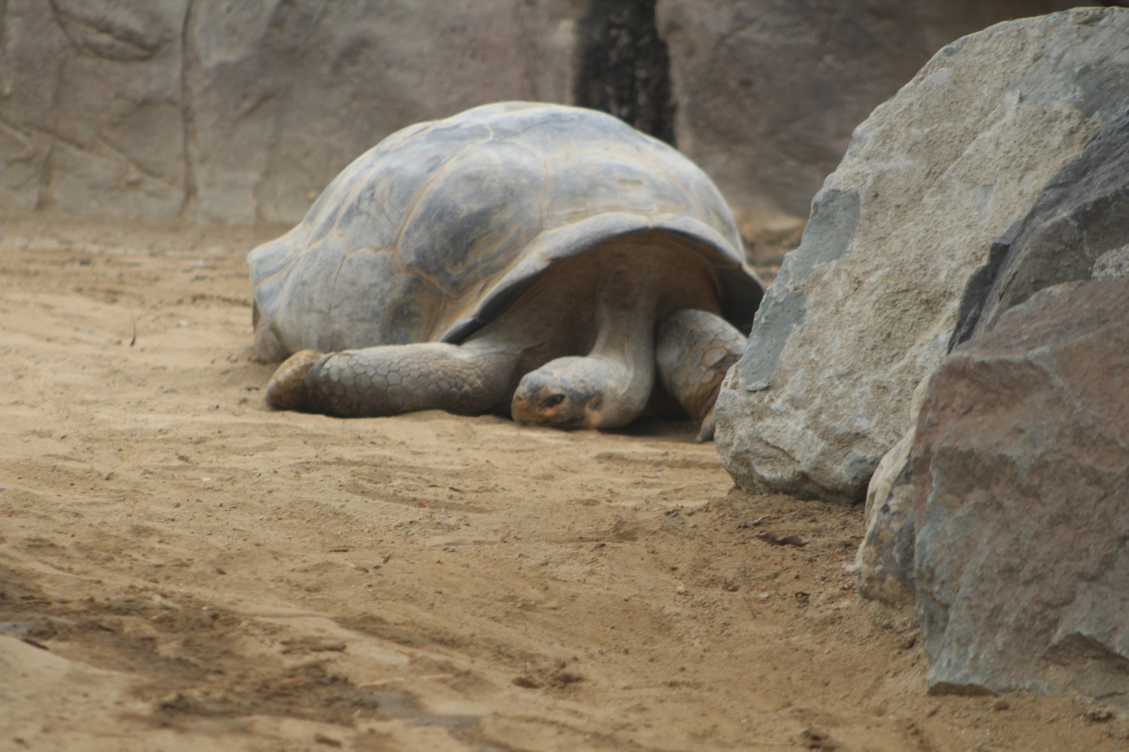 Galapogos Totoise - Reptile Walk