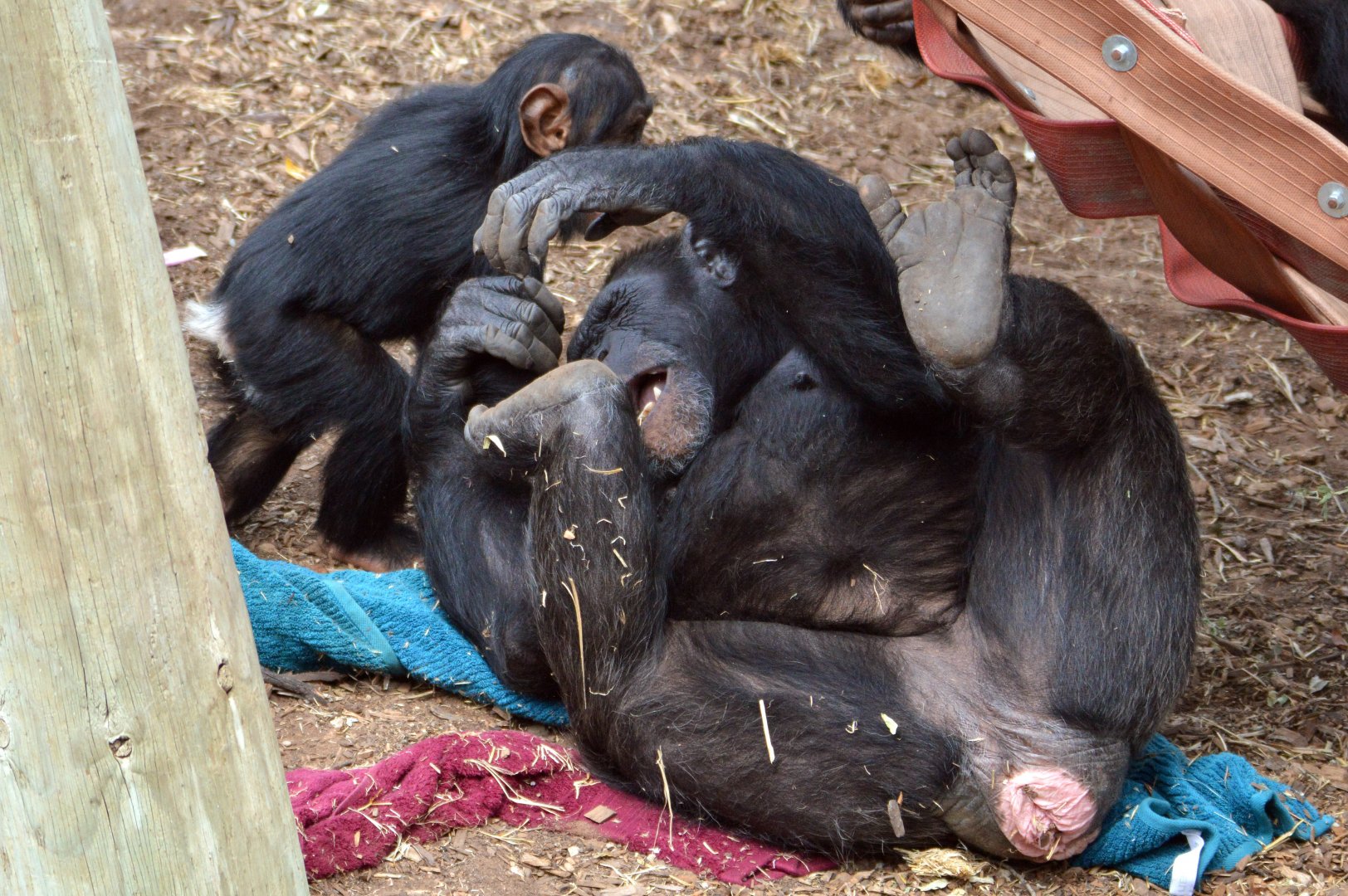 Galatea playing with Enzi