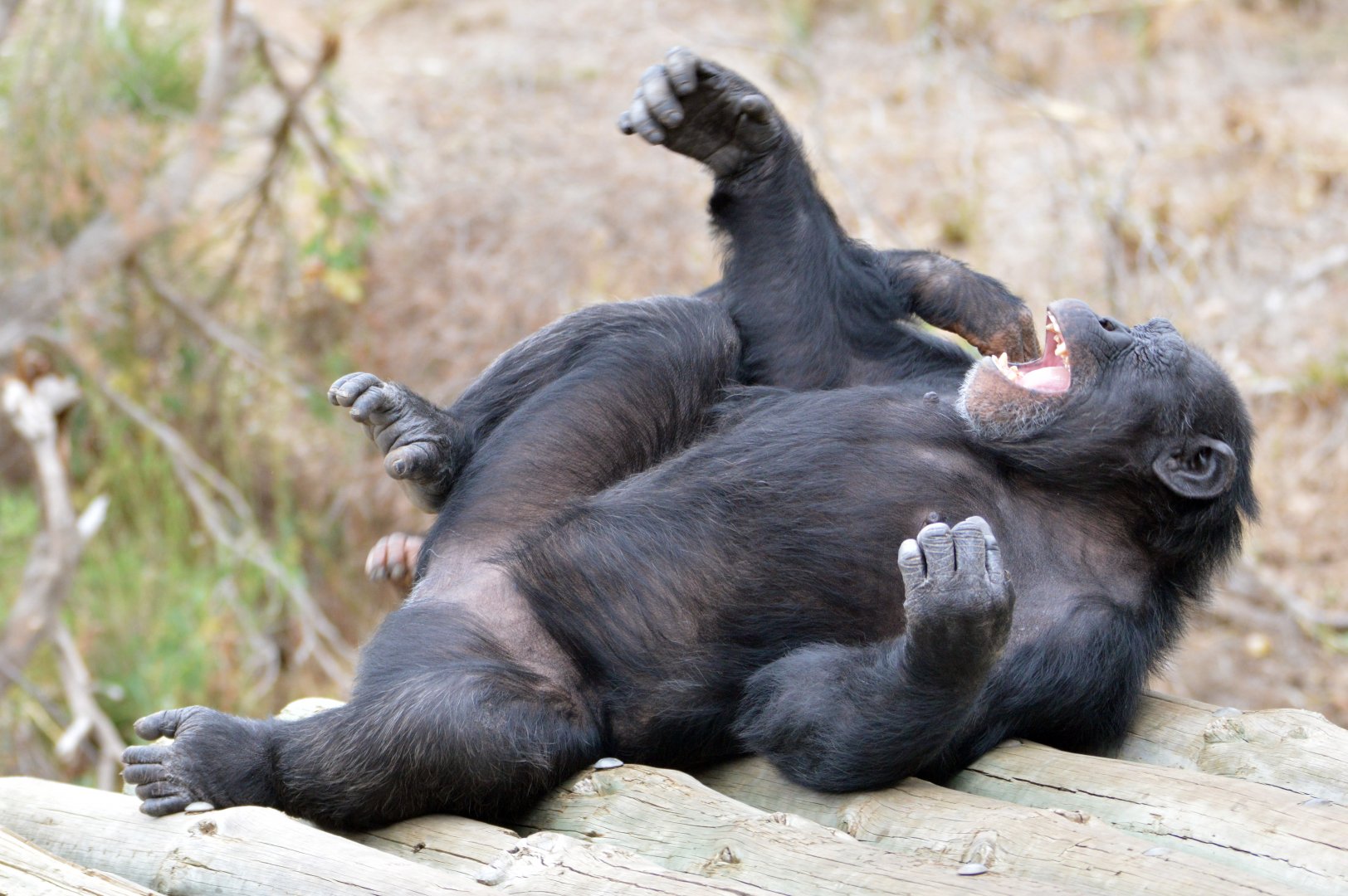 Galatea playing with Zuri