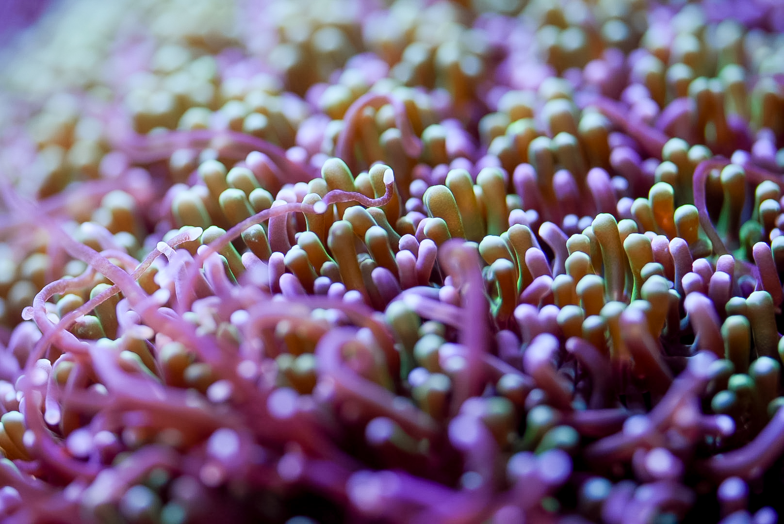 Galaxea Coral (Galaxea sp.)