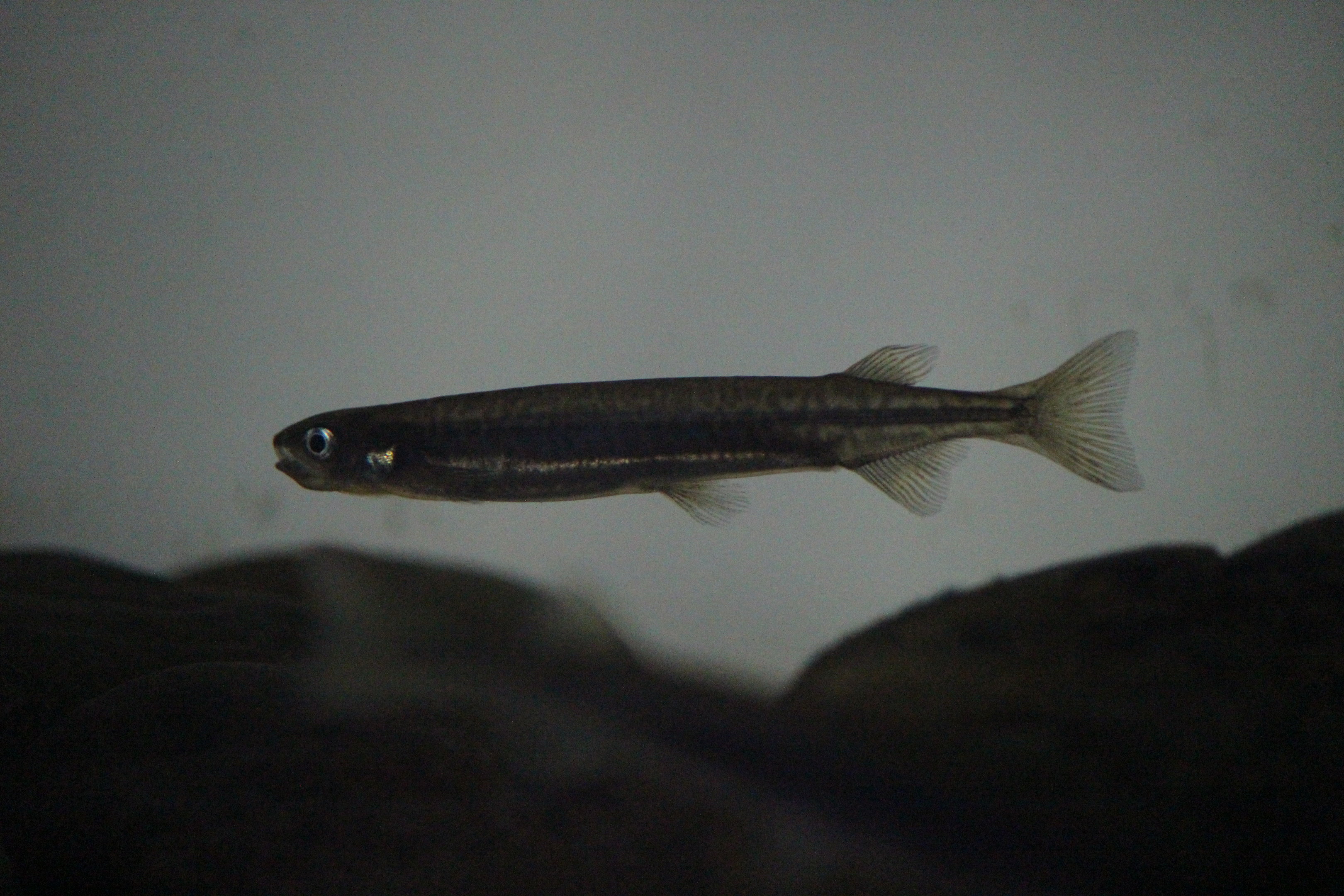 Galaxias maculatus, Wildlife Foxton Trust