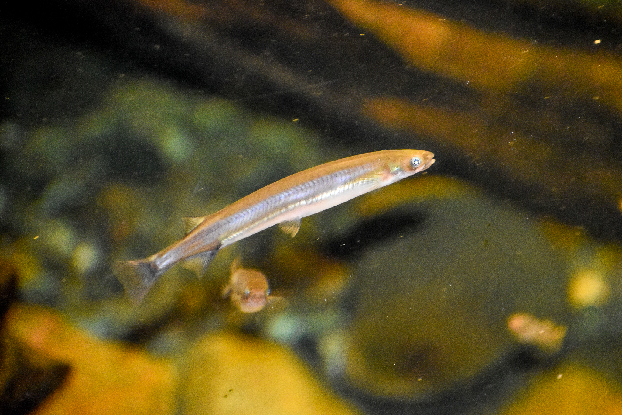 Galaxiid (Galaxias sp)