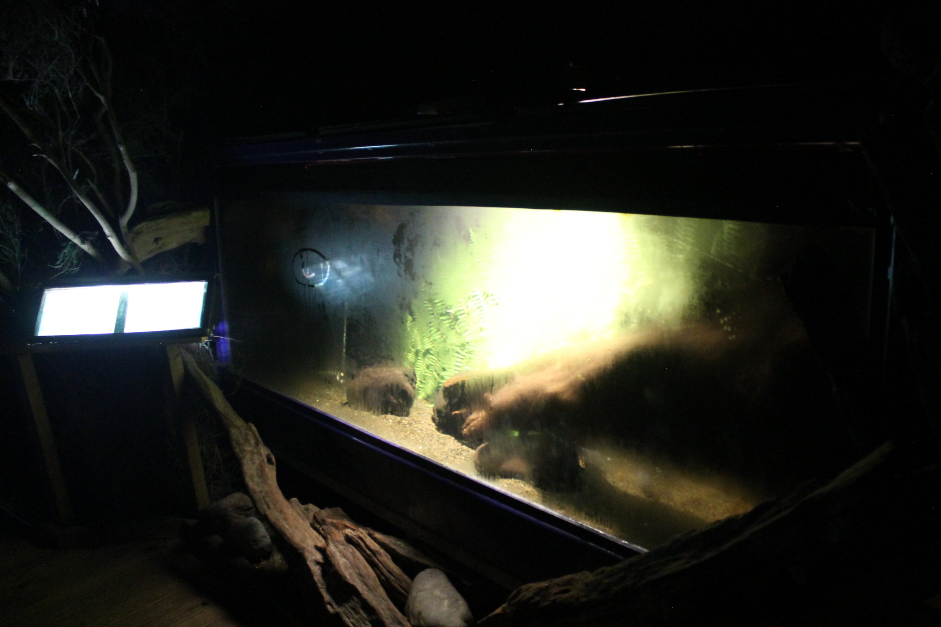 Galaxiid tank in the Kiwi House