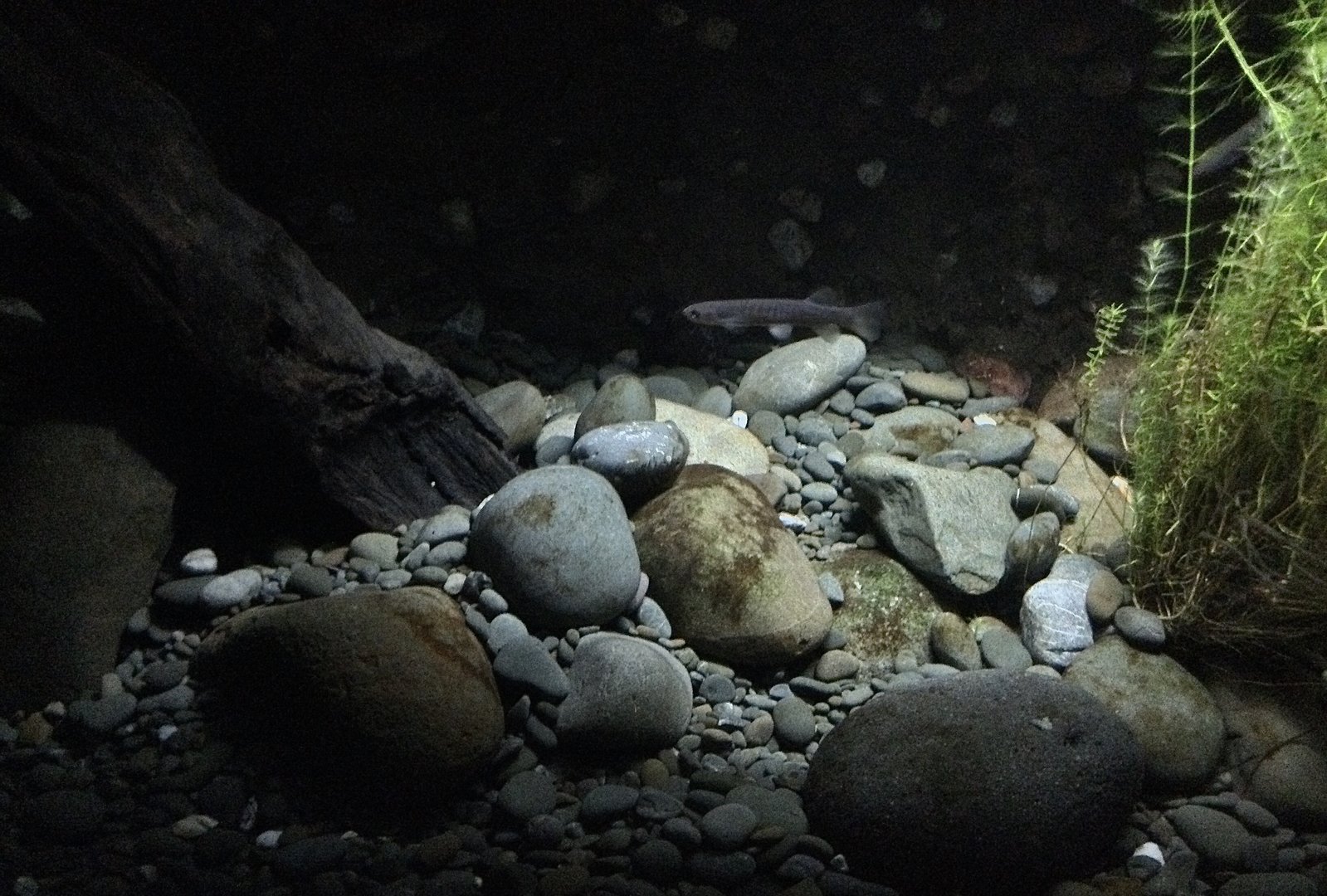 Galaxiid Tank (The Night) - New Zealand Precinct