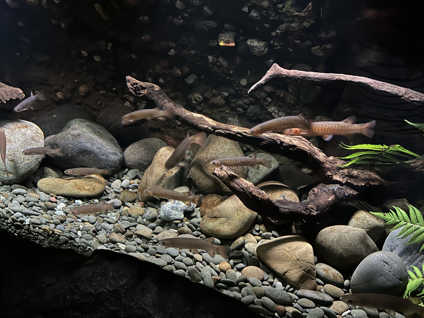 Galaxiids Exhibit (The Night)