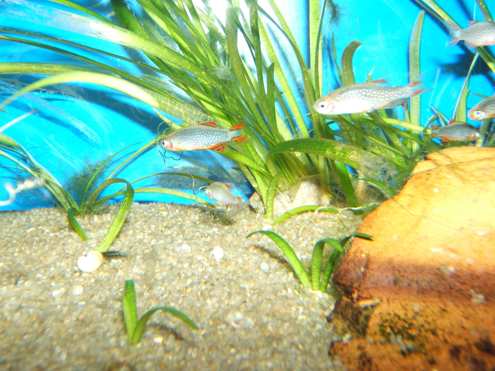 Galaxy Danio (Danio margaritatus)