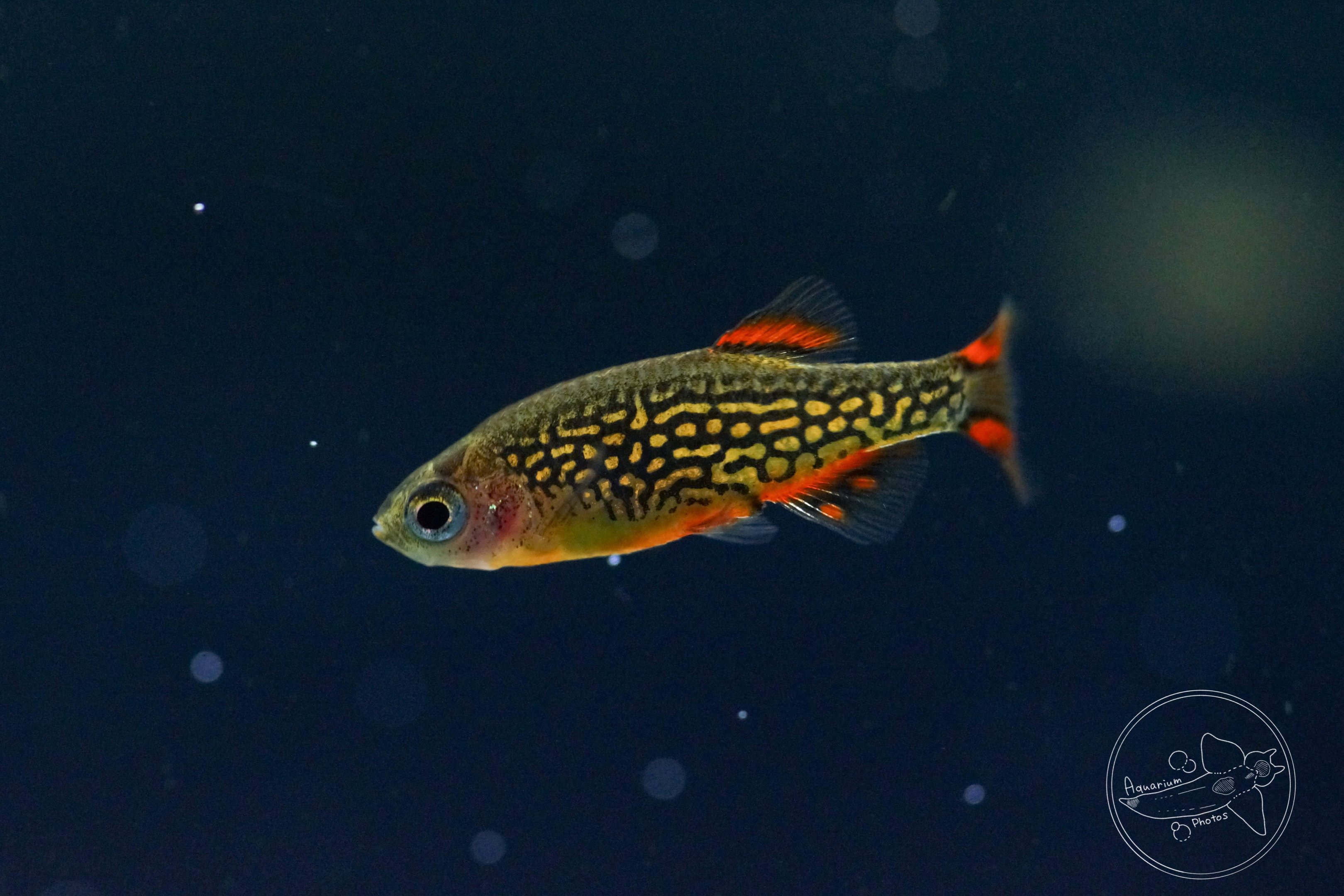 Galaxy Rasbora (Danio margaritatus)