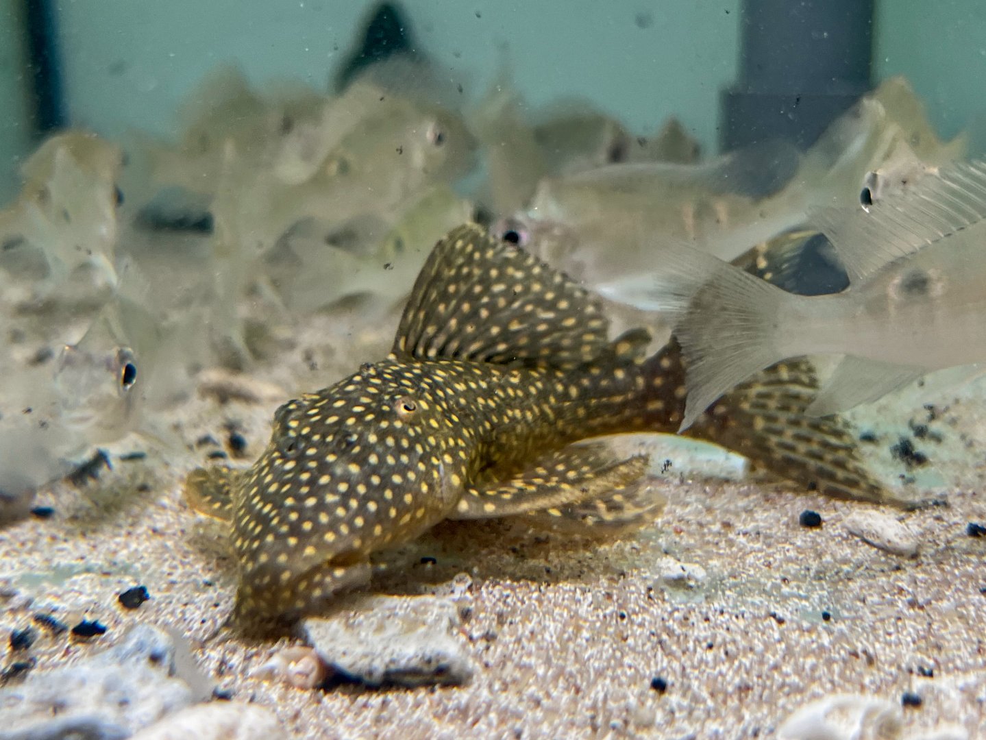 Galaxy Vampire Pleco, L029 (Leporacanthicus galaxias)